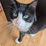 Photo de chat perdu à Surzur