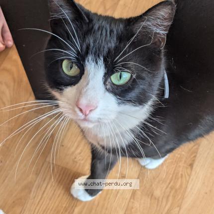 Photo de chat perdu à Surzur