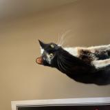 Photo de chat perdu à Toulouse