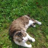 Photo de chat perdu à St Herblain