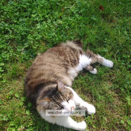 Photo 1/1 Pépé Chat perdu à St Herblain