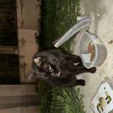 Photo de chat trouvé à Pezenas