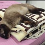 Photo de chat perdu à Ebelouizdad