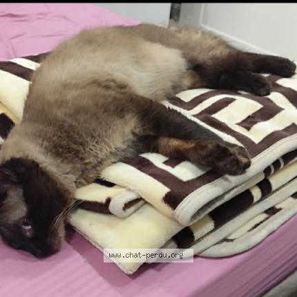 Photo 1/1 Blandi Chat perdu à Ebelouizdad
