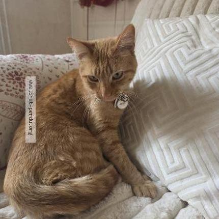 Photo 1/1 Chat retrouvé Perdu à Fontaine Au Pire