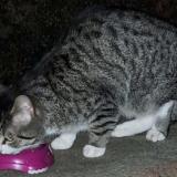 Photo de chat trouvé à Rouvroy