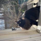 Photo de chat perdu à Beaucaire