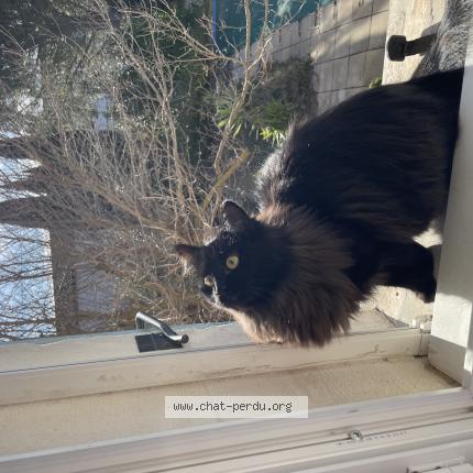 Photo 1/1 Umye Chat perdu à Beaucaire