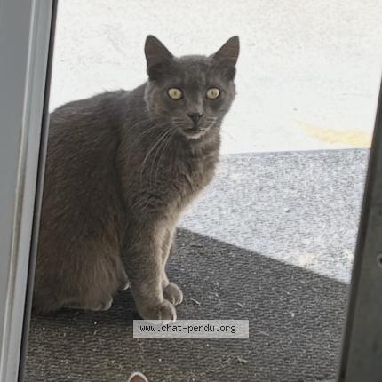 Photo 1/1 Pti loup Chat perdu à Chalette sur loing