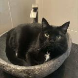 Photo de chat perdu à Coteau Du Lac