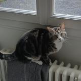 Photo de chat perdu à Abbeville