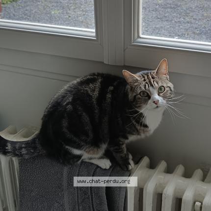 Photo 1/1 Lady Chat perdu à Abbeville