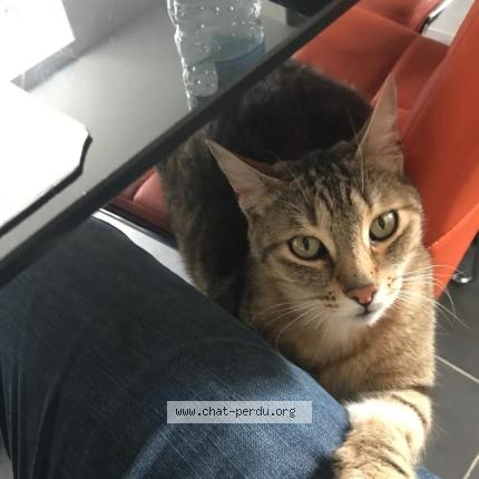 Photo 1/1 Lafayette Chat perdu à Trondes