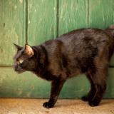 Photo de chat perdu à Montrond Les Bains