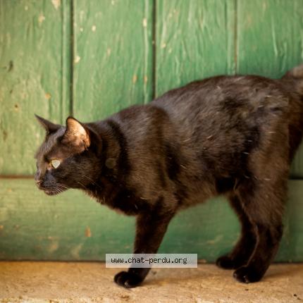 Photo 1/1 Meow Chat perdu à Montrond les bains