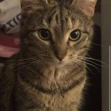 Photo de chat perdu à Abbeville