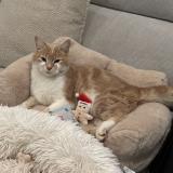 Photo de chat perdu à Fenouillet