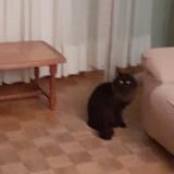 Photo de chat trouvé à Villeurbanne