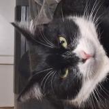 Photo de chat perdu à Lyon