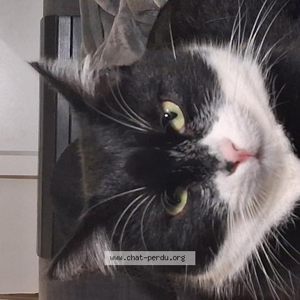 Photo 1/1 Neko Chat perdu à Lyon