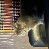 Photo de chat perdu à Montay