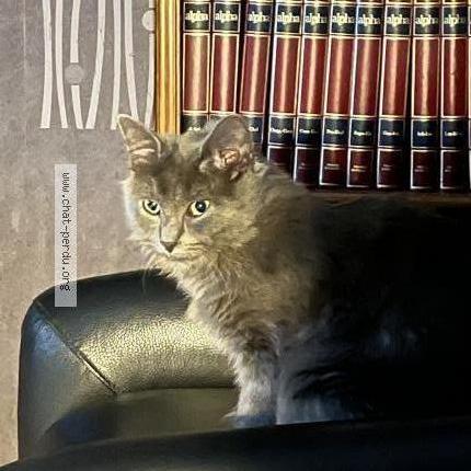 Photo 1/1 Aslan ou Mini-Minou Chat perdu à Montay