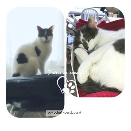 Photo 1/1 Batcat Chat perdu à Tours sur marne