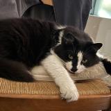 Photo de chat perdu à Marolles Les Braults