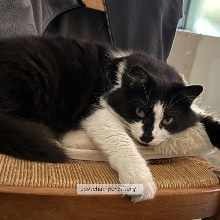 Photo 1/1 Tigrou Chat perdu à Marolles les braults