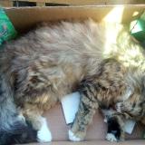 Photo de chat trouvé à Saou