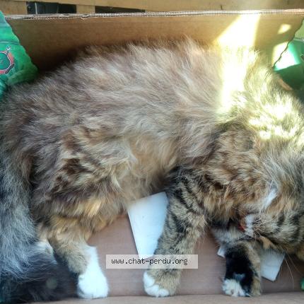 Photo 1/1 Chat trouvé Trouvé à Saou