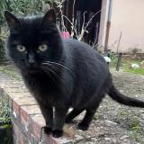 Photo de chat perdu à Noisy Le Roi