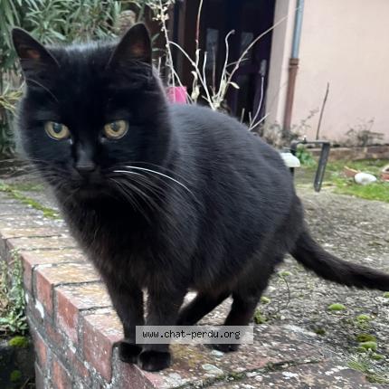 Photo 1/1 Chat retrouvé Perdu à Noisy le roi