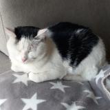 Photo de chat trouvé à Jarze Villages