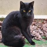 Photo de chat trouvé à Conflans Sainte Honorine