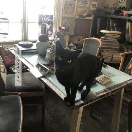 Photo 1/1 Chat retrouvé Perdu à Montreuil