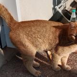 Photo de chat trouvé à Cessieu