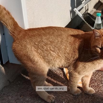 Photo 1/1 Chat trouvé Trouvé à Cessieu