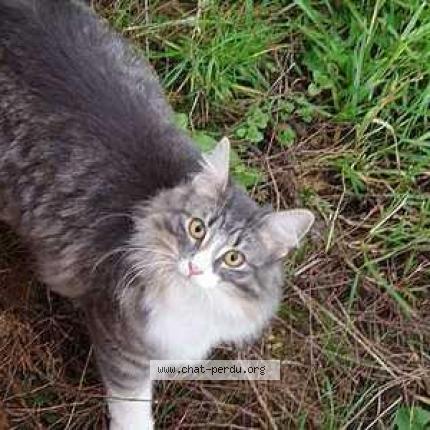 Photo 1/1 Smocky Chat perdu à Rosny Sous Bois