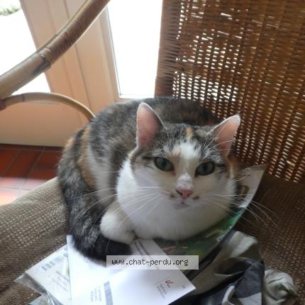 Photo 1/1 Chat retrouvé Perdu à Ottignies Louvain La Neuve