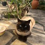 Photo de chat trouvé à Vitry Sur Seine