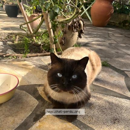 Photo 1/1 Chat trouvé Trouvé à Vitry sur seine