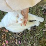 Photo de chat trouvé à St Loubouer