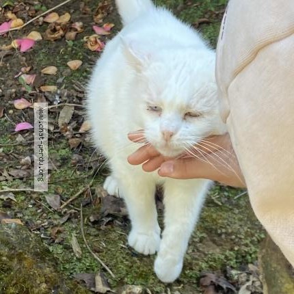 Photo 1/1 Chat trouvé Trouvé à St Loubouer