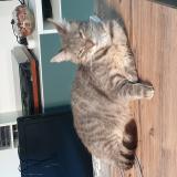 Photo de chat perdu à Henin Beaumont