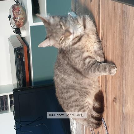 Photo 1/1 Gamin Chat perdu à Henin beaumont