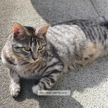 Photo 1/1 Napoléon Chat perdu à Bagnolet