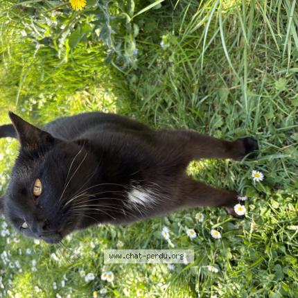 Photo 1/1 Chat trouvé Trouvé à Fontaines d ozillac