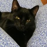 Photo de chat perdu à Molliens Dreuil