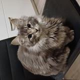 Photo de chat perdu à Moulins